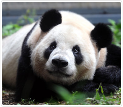В зоопарке Токио  панда впервые родила двойню