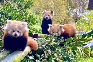 В зоопарке Острова Мэн красная панда родила, несмотря на противозачаточные