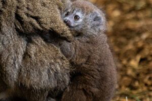 В Англии родился редкий алаотранский нежный лемур