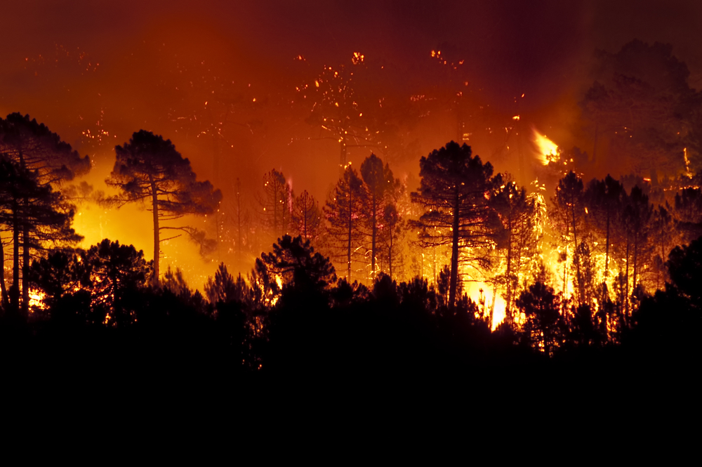 Крупные лесные пожары порождают огненные бури с грозами. И это происходит все чаще.Вокруг Света. Украина