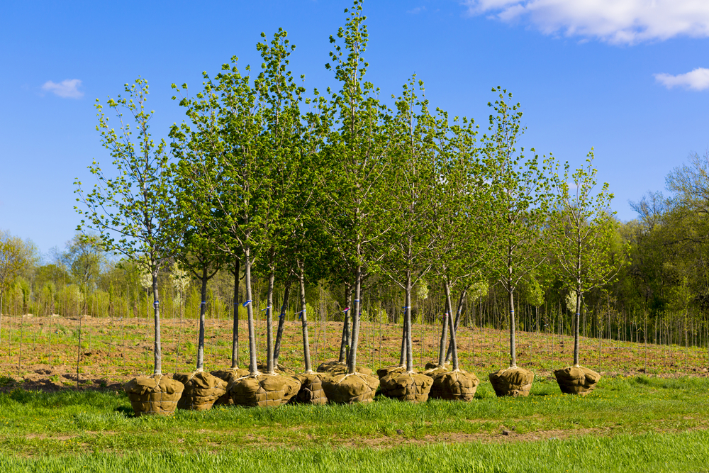 Изменение климата: посадка дополнительных деревьев увеличит количество осадков.Вокруг Света. Украина