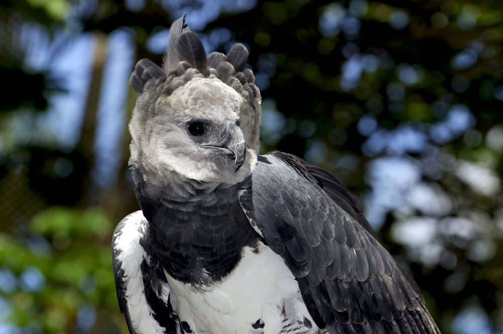 Крупнейший орел Амазонии утратил шансы на выживание после вырубки лесов.Вокруг Света. Украина