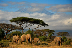 В Кении проведут первую перепись дикой природы