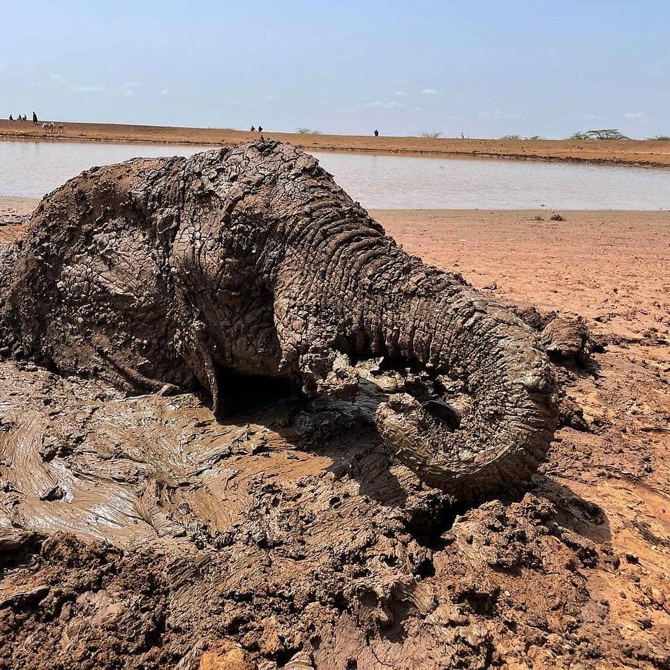 В Кении спасли слониху из грязевой ловушки