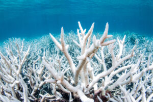 ЮНЕСКО заявила, что Большому барьерному рифу больше не угрожает опасность
