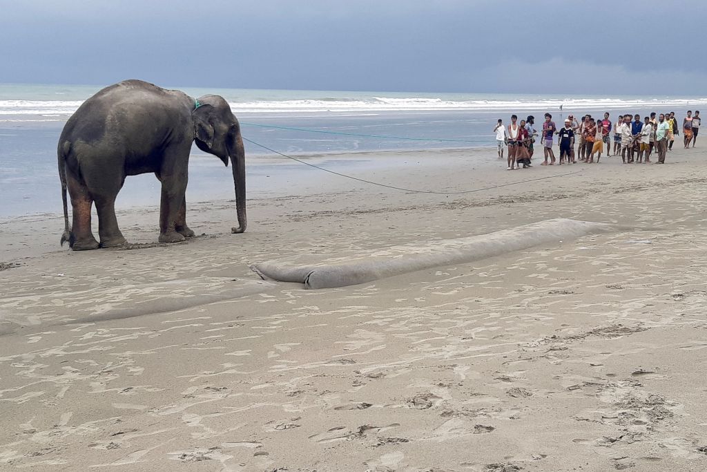 В Бангладеш слонов сперва напугали, а затем спасли