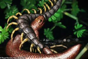 Змея с ногами: американские палеонтологи открыли предка динозавров, жившего 308 миллионов лет назад
