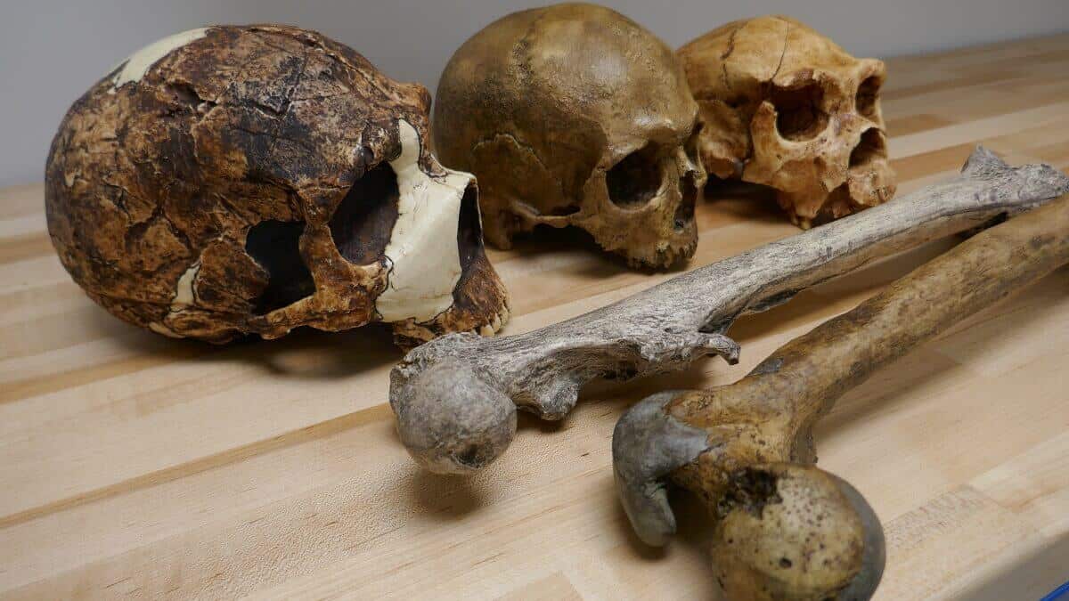 Размер тела древних людей зависел от изменений климата  