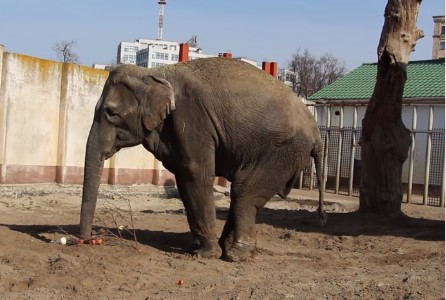 В харьковском зоопарке умерла молодая слониха.Вокруг Света. Украина