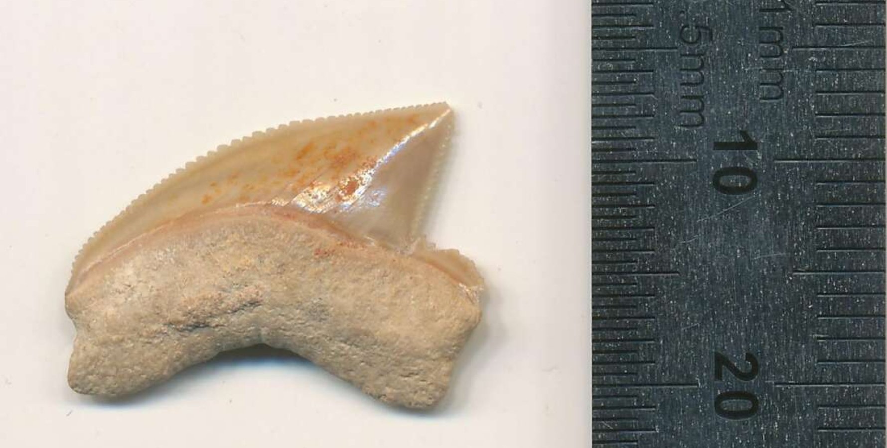 В Иерусалиме обнаружили зубы доисторической акулы.Вокруг Света. Украина