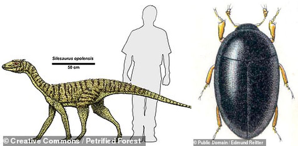 Самому древнему жуку 230 млн лет, и нашли его в экскрементах динозавра.Вокруг Света. Украина