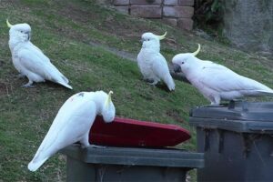 Какаду в Австралии учат друг друга открывать мусорные баки