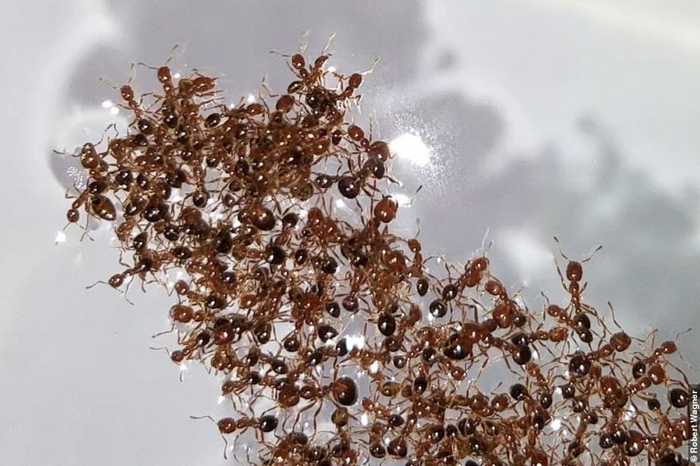 Огненные муравьи образуют живые плоты при наводнении.Вокруг Света. Украина