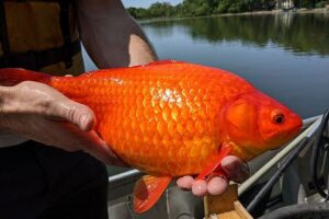 В нескольких озерах США расплодились золотые рыбки размером с футбольный мяч