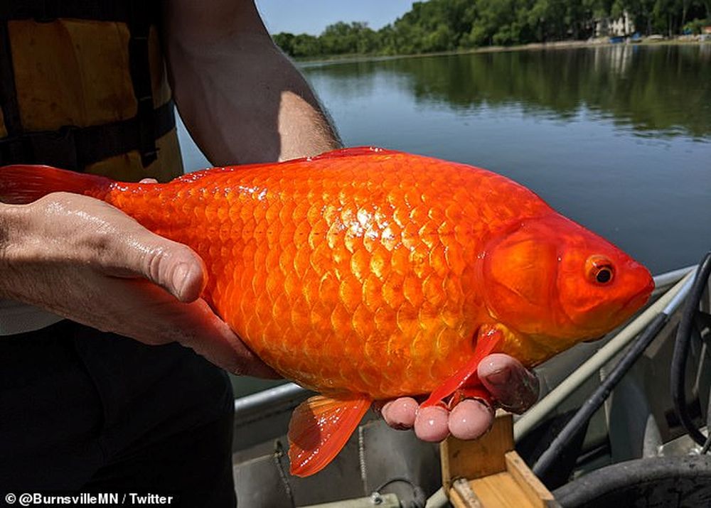 В нескольких озерах США расплодились золотые рыбки размером с футбольный мяч.Вокруг Света. Украина