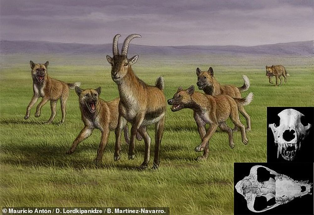 Первая охотничья собака в Европе жила 1,8 миллиона лет назад.Вокруг Света. Украина
