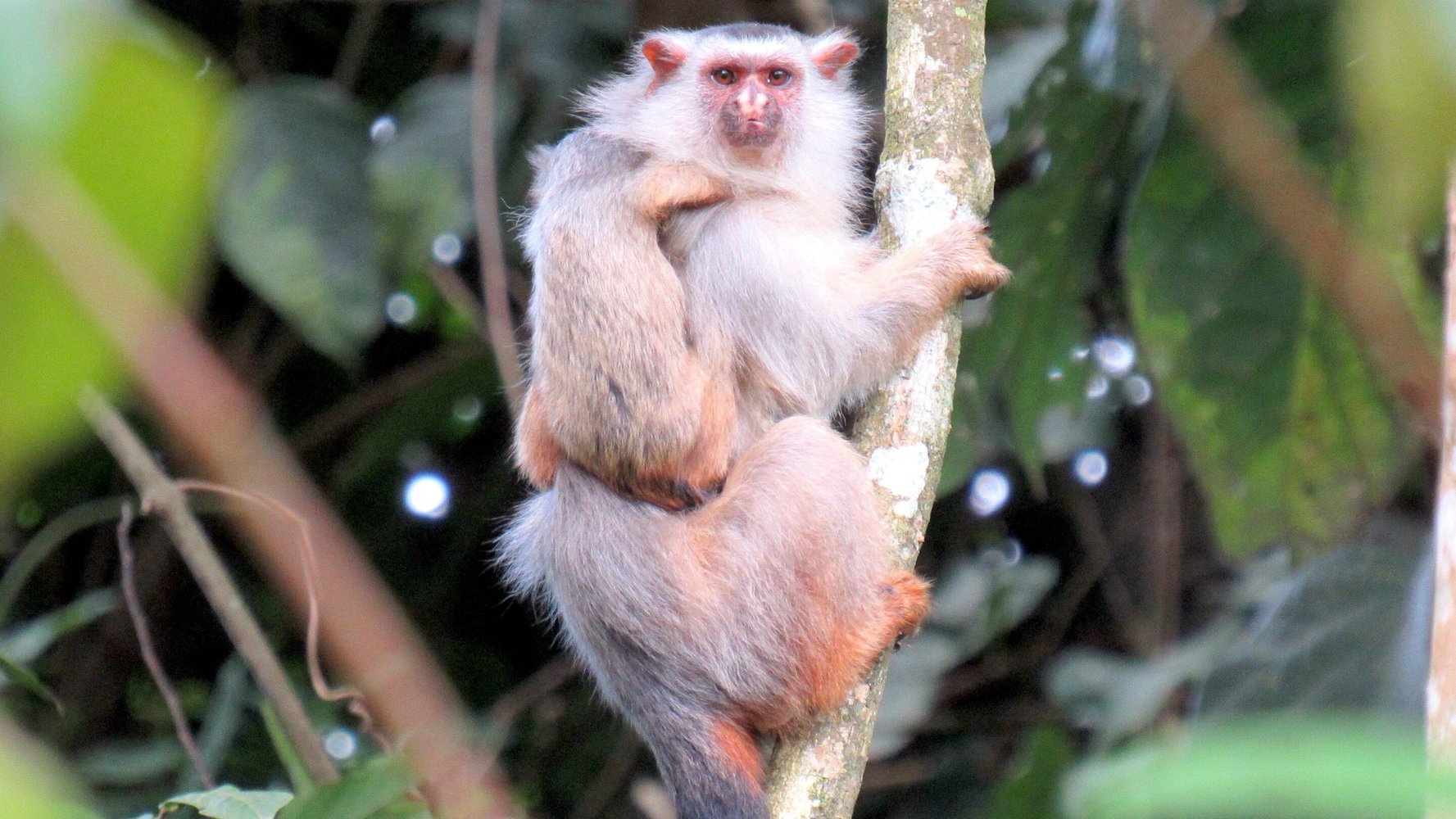 В Бразилии обнаружили новый вид обезьян