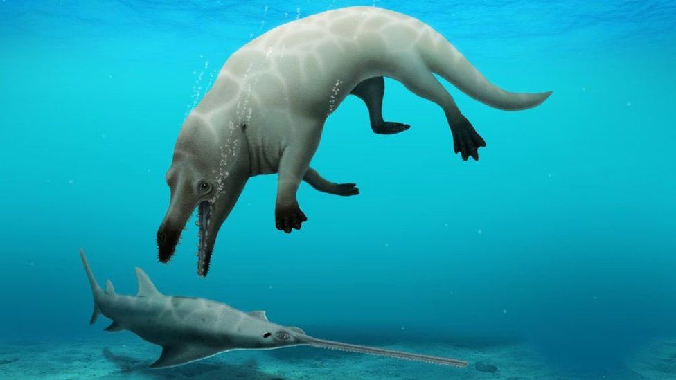В Египте открыли ископаемый вид четырехлапого кита: ему 43 млн лет