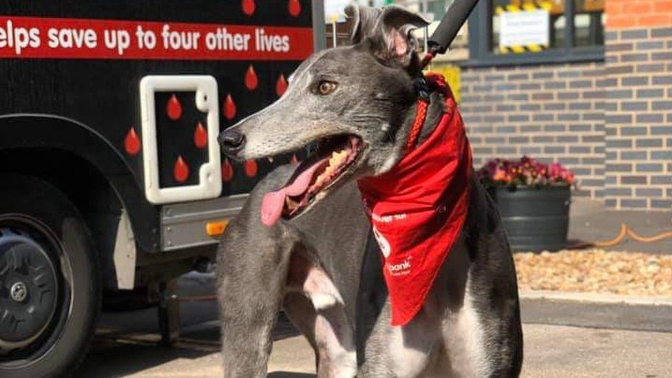 В Англии пес-донор Вуди спас жизнь десяткам собак