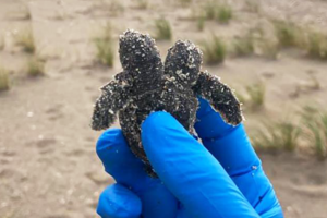 На пляже Южной Каролины нашли двухголового детеныша морской черепахи