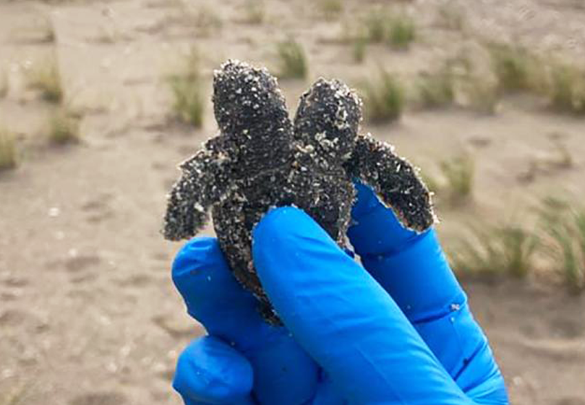 На пляже Южной Каролины нашли двухголового детеныша морской черепахи