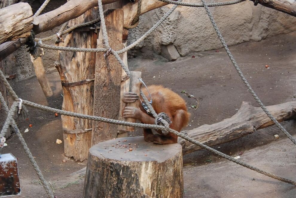 Некоторые орангутаны могут пользоваться молотком, но детям эти навыки не передадут.Вокруг Света. Украина