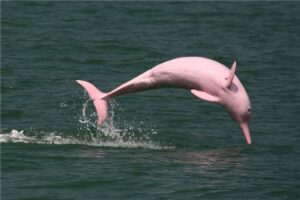 Экотуризм: Тарапото – озеро розовых дельфинов Амазонии