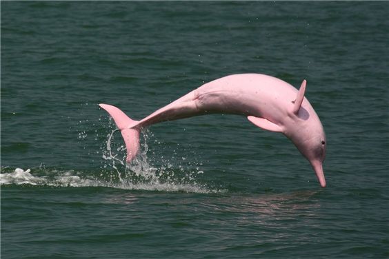 Экотуризм: Тарапото – озеро розовых дельфинов Амазонии.Вокруг Света. Украина