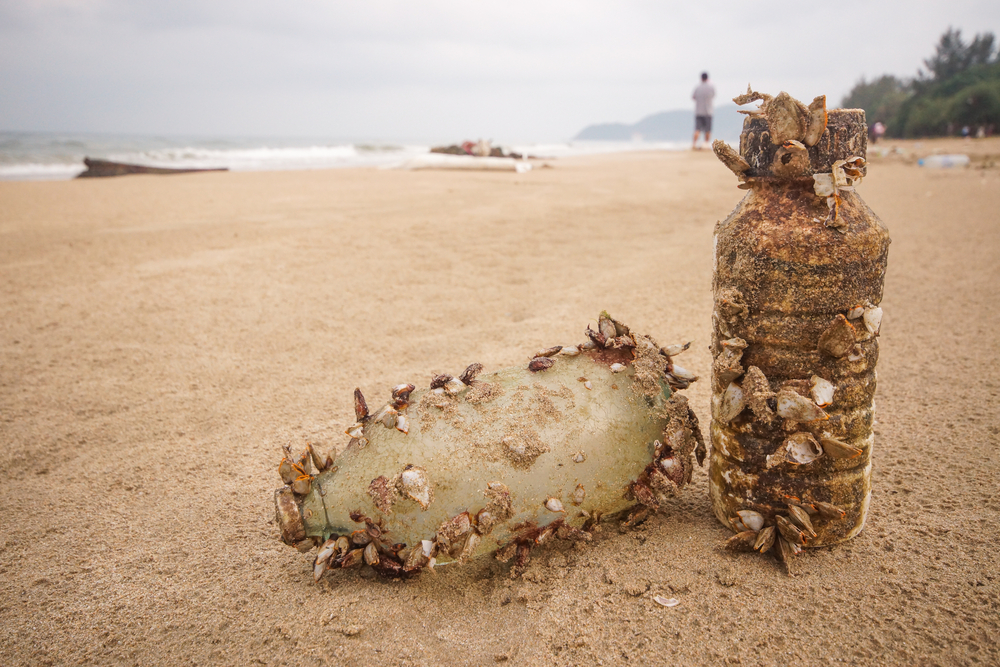 Морские обитатели массово колонизируют пластик