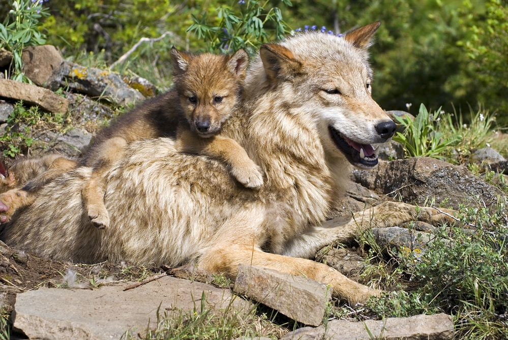В США массово отстреливают волков вопреки протестам экологов