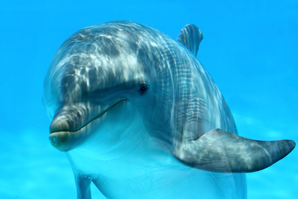 Дельфины, как и люди, набирают вес с возрастом.Вокруг Света. Украина