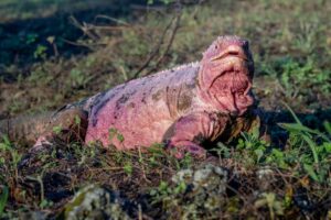 На Галапагосах резко сократилась популяция редких розовых игуан
