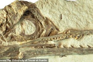 Первые птицы пережили удар астероида, убившего динозавров, благодаря большому мозгу