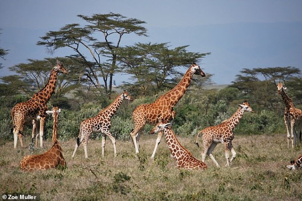 Бабушка знает лучше! Пожилые самки жирафов заботятся о внуках