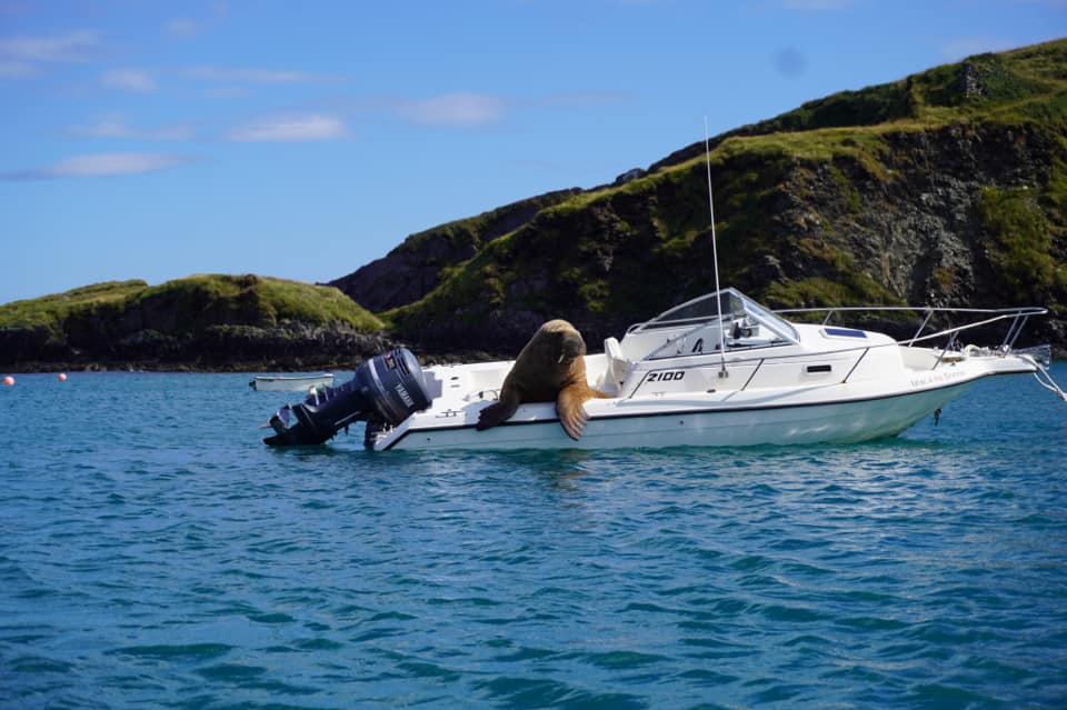 Пират Уолли: история моржа, который за полгода потопил десяток лодок от Ирландии до Испании