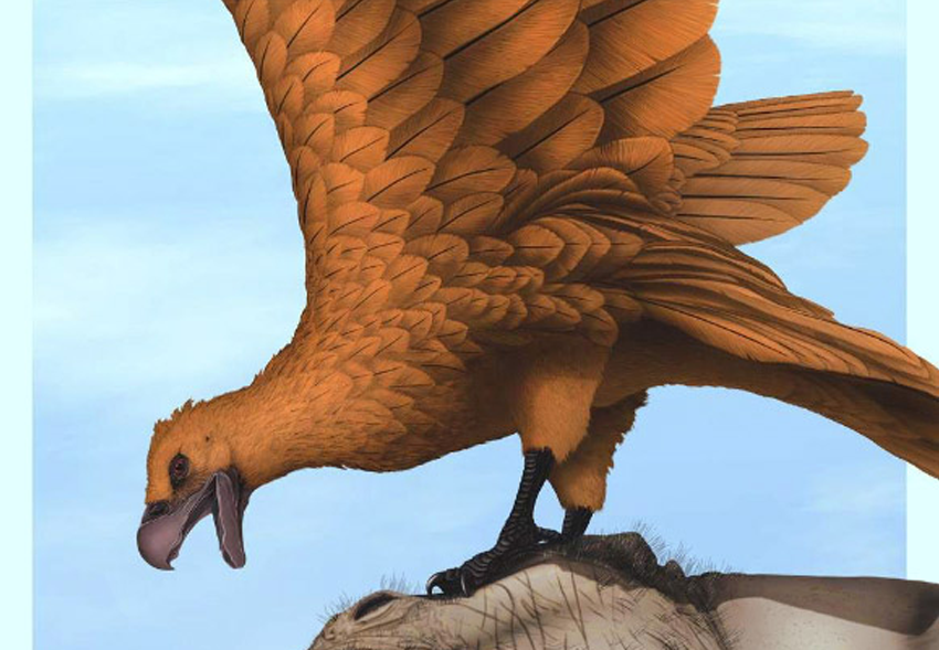 В Аргентине найдены окаменелости гигантских хищных птиц