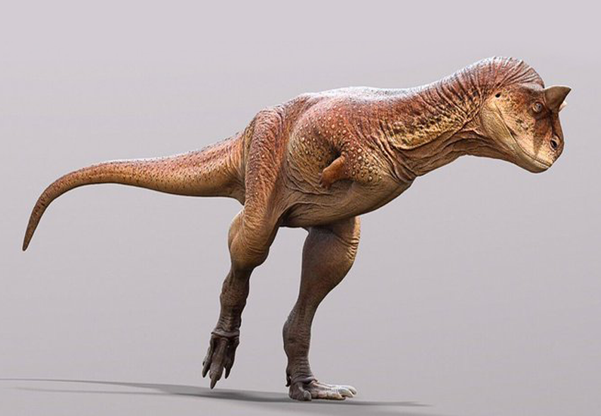 Чешуйчатый и рогатый: палеонтологи описали необычного хищного динозавра