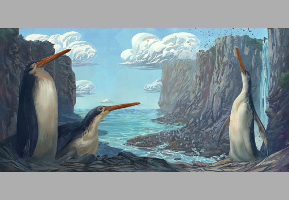 В Новой Зеландии открыли новый вид древних гигантских пингвинов