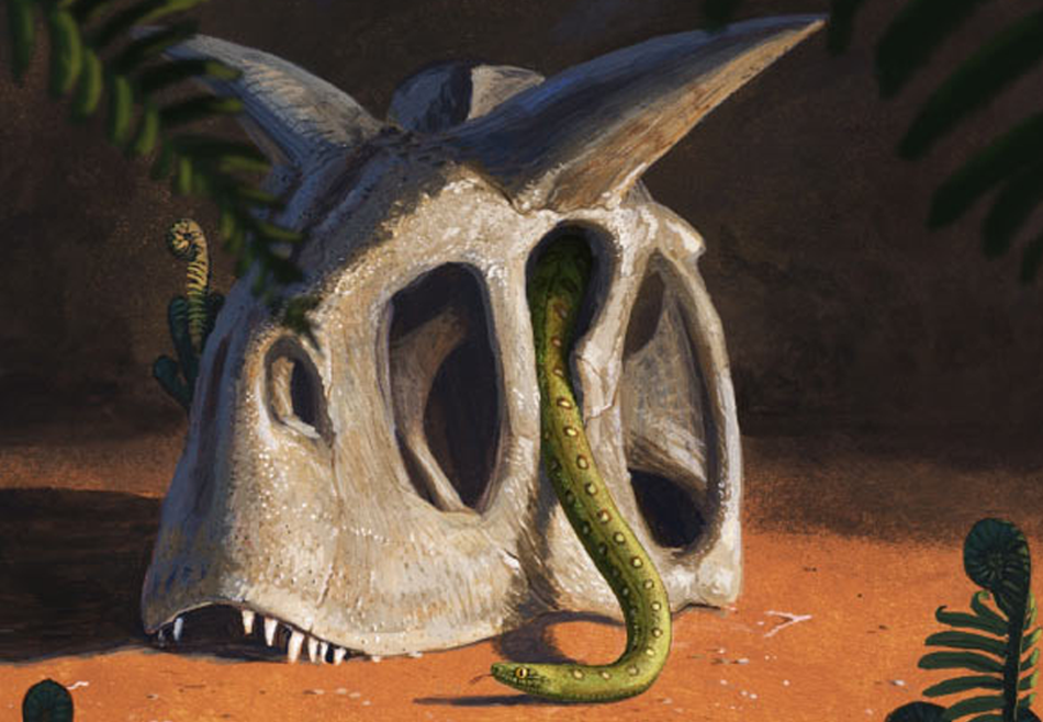 Убивший динозавров астероид способствовал разнообразию змей на Земле