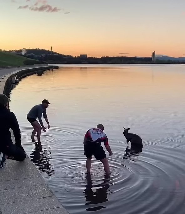 Как трое австралийцев вытаскивали кенгуру из озера: забавное видео
