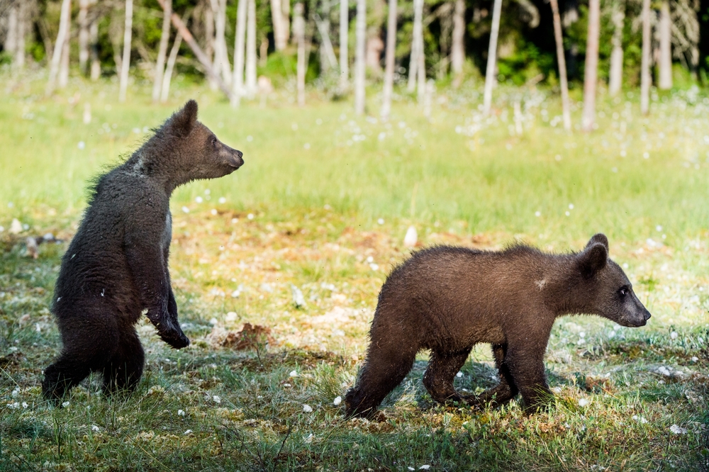 У медведей в Скандинавии обнаружились инфекции, устойчивые к антибиотикам.Вокруг Света. Украина