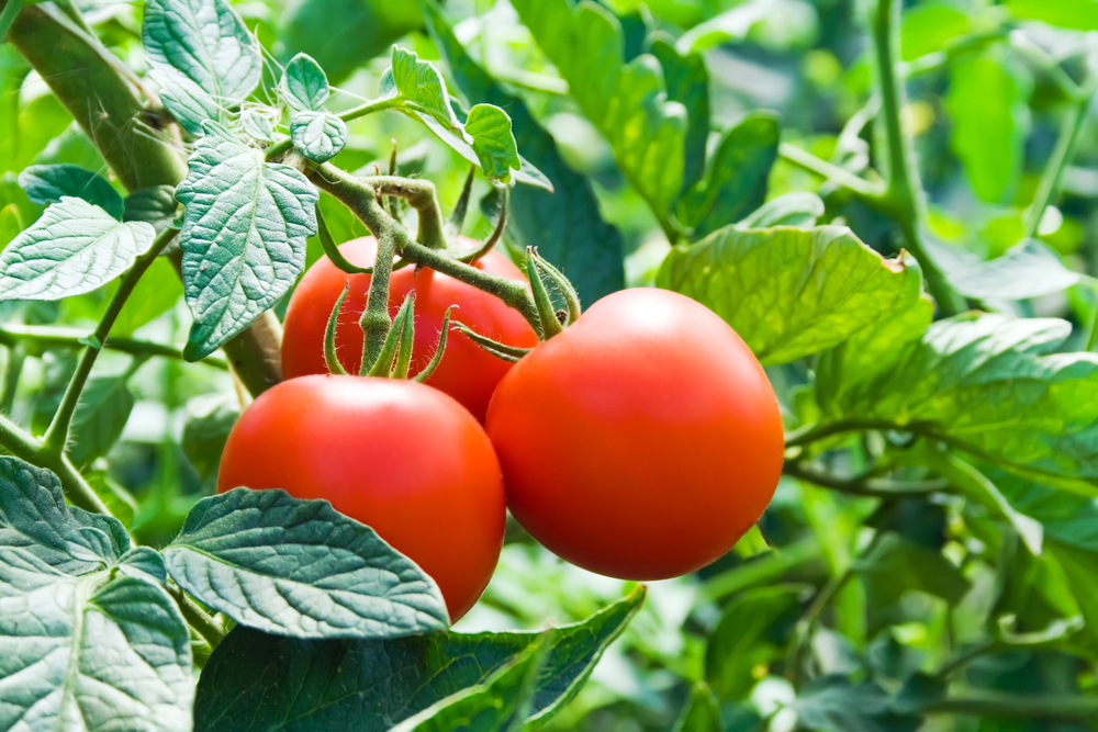 В Японии продают помидоры для лечения гипертонии