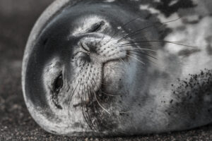 В Антарктиде впервые в истории пересчитали тюленей