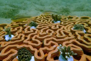В Гонконге коралловые рифы спасают с помощью 3D-принтера