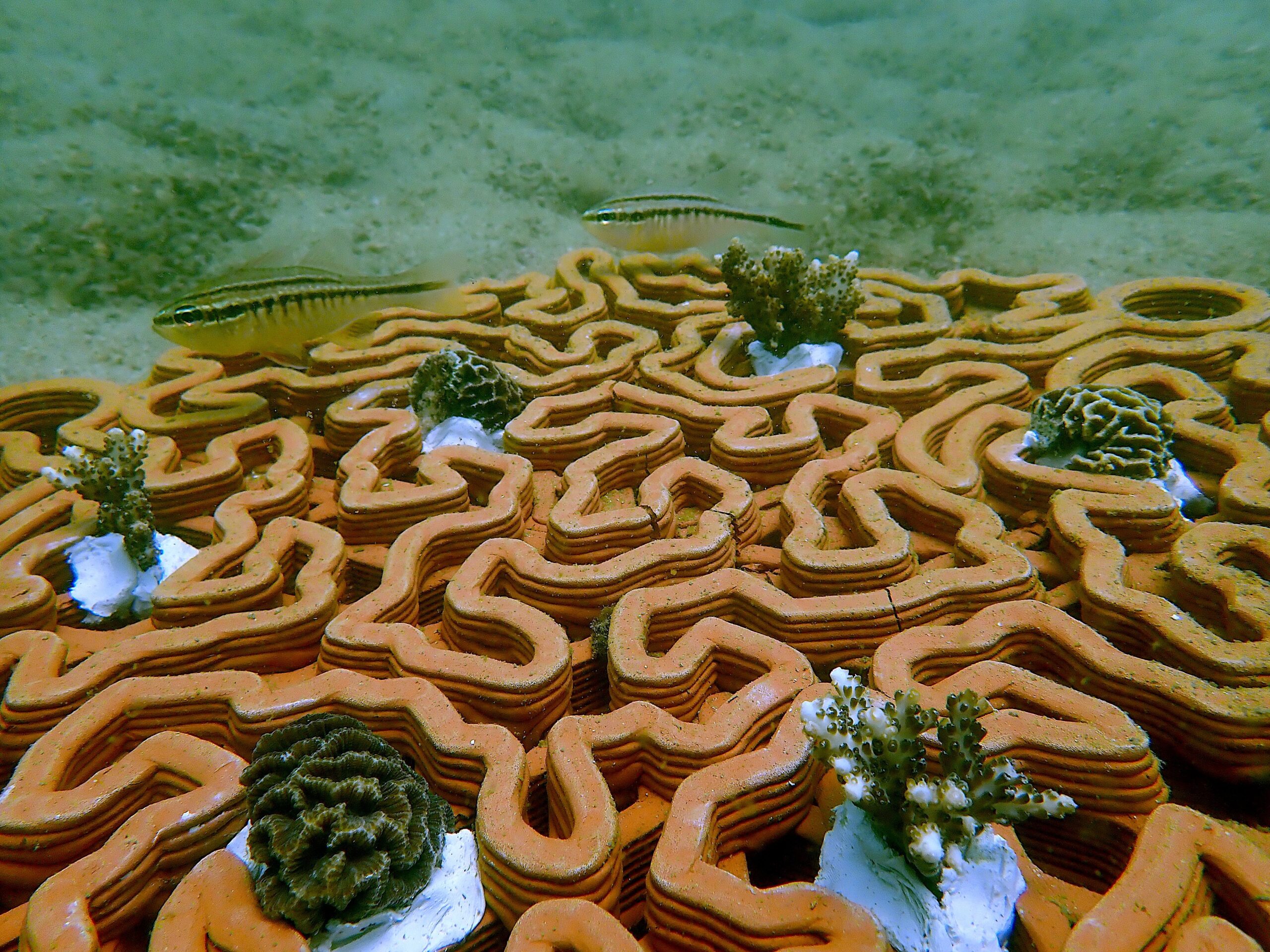 В Гонконге коралловые рифы спасают с помощью 3D-принтера.Вокруг Света. Украина