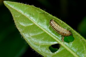 Чистый ужас: биологи превратили защитный запах гусениц в звуки