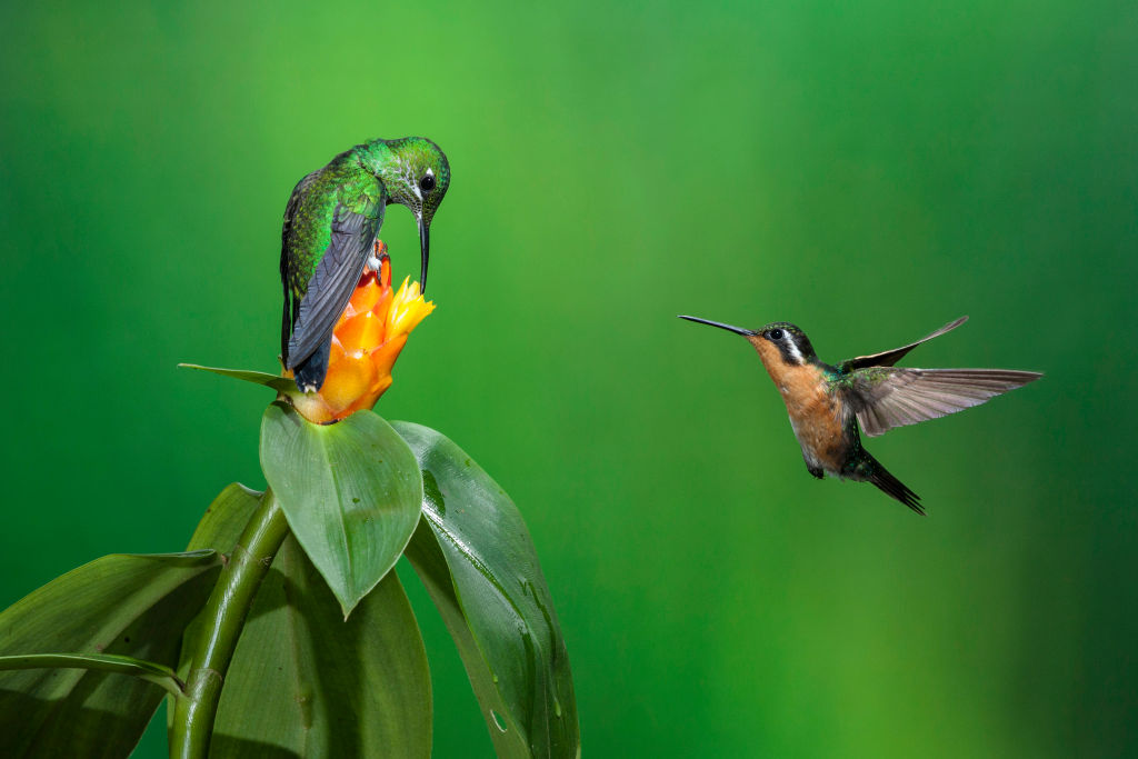 Еду и опасность колибри распознают по запаху: исследование.Вокруг Света. Украина