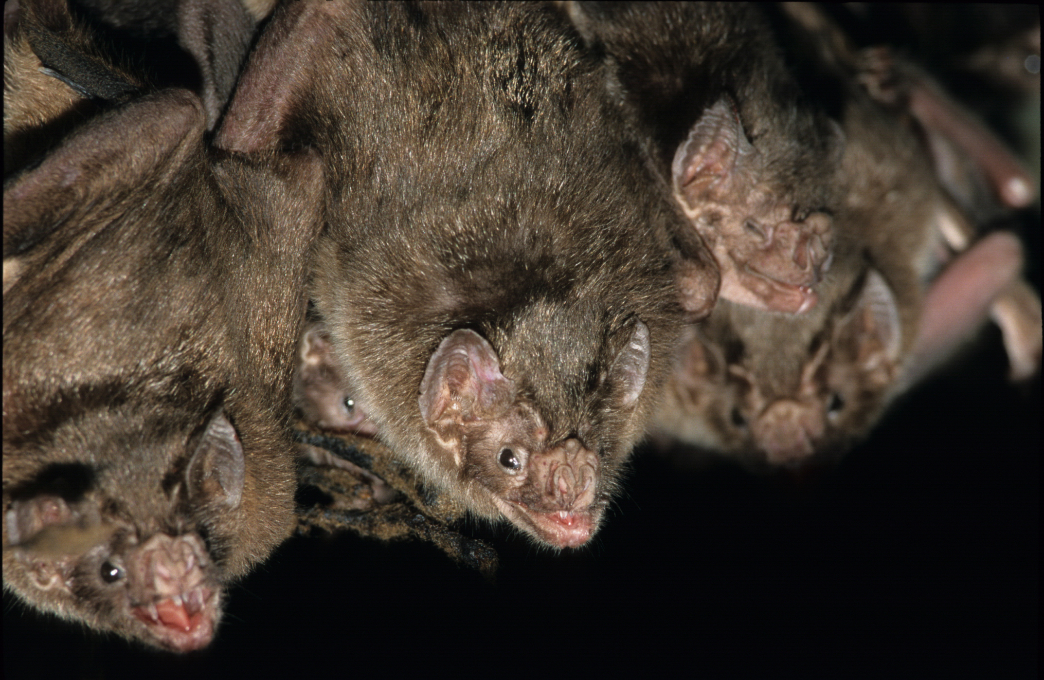 Летучие мыши-вампиры предпочитают охотиться в компании близких.Вокруг Света. Украина