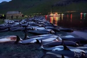 На Фарерских островах произошло крупнейшее в истории истребление дельфинов