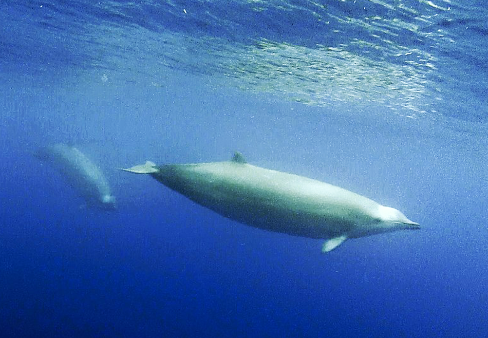 Морские биологи открыли новый вид клюворылых китов